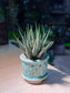 Haworthia Fasciata (Zebra Plant) in Mint Blue Ceramic Pot