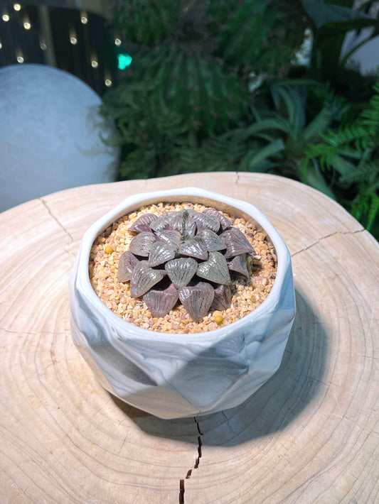 Haworthia in Giant Marble Ceramic Pot