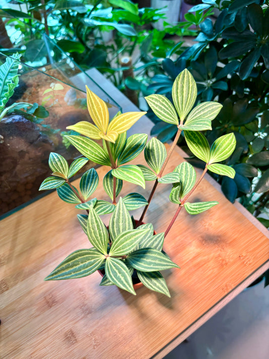 Peperomia Tetragona in Plastic Pot