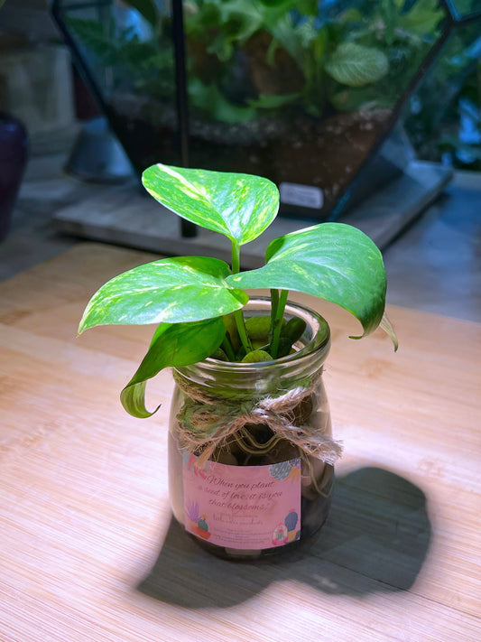 Golden Pothos in Water Based Pudding Jar