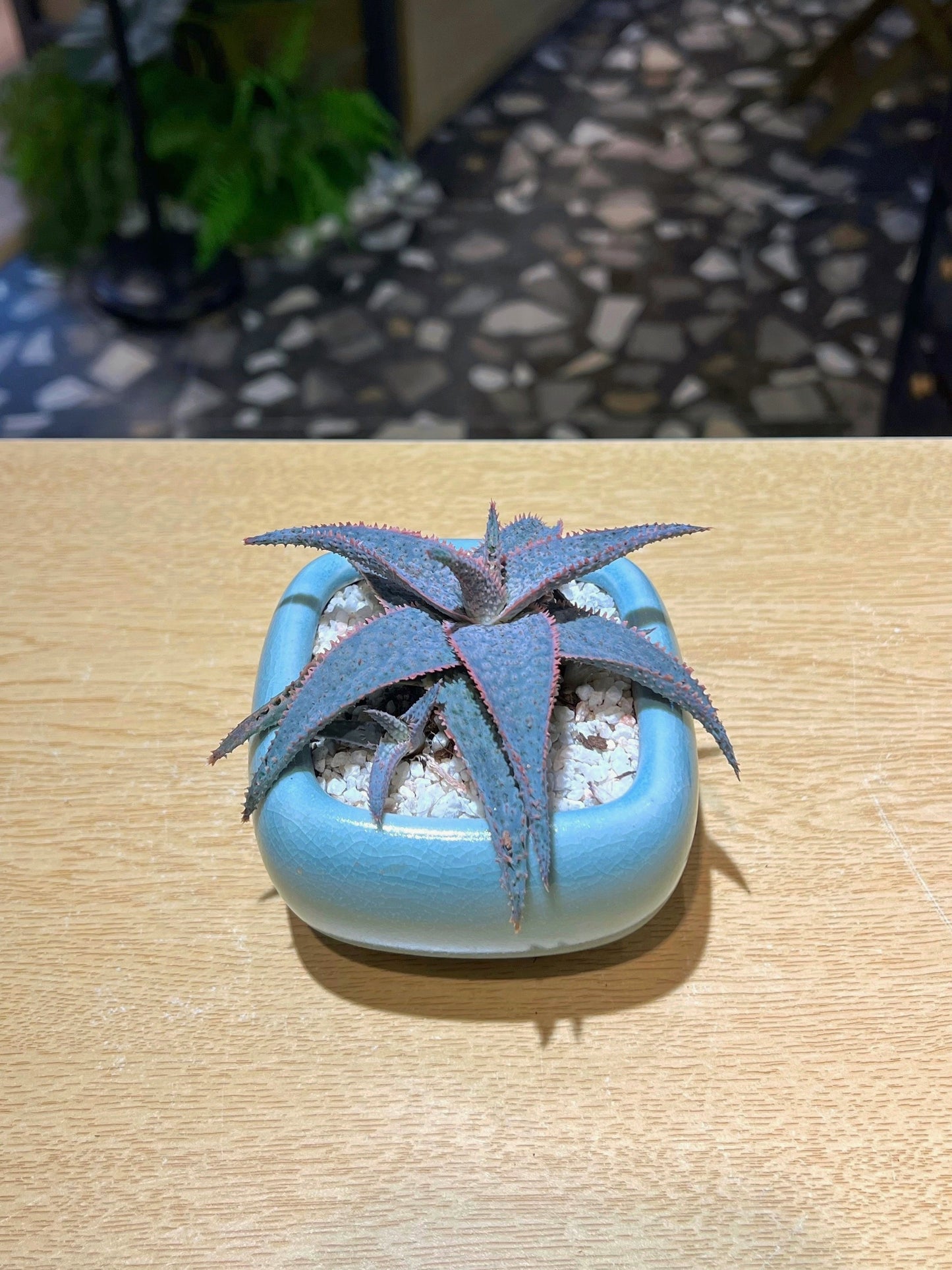 Aloe Lavender Star in Soft Blue Ceramic Pot