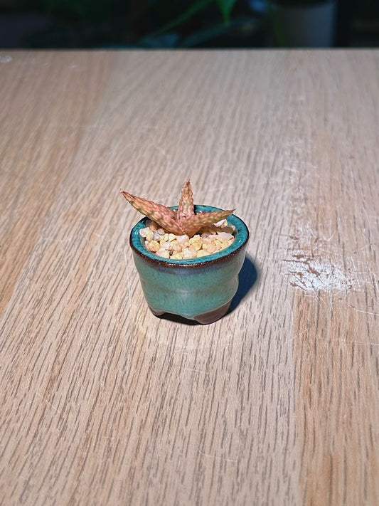 Tiger Tooth Aloe (θηθ¦θ) Harworthia in Glazed Ceramic Pot