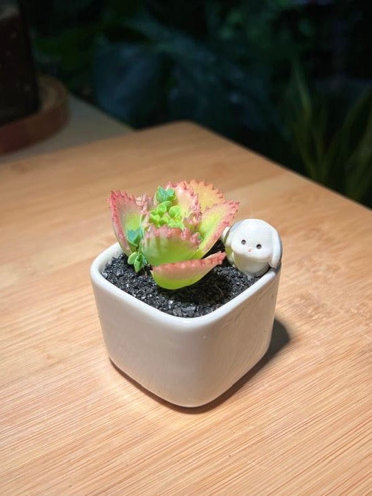 Kalanchoe in Square Ceramic Pot