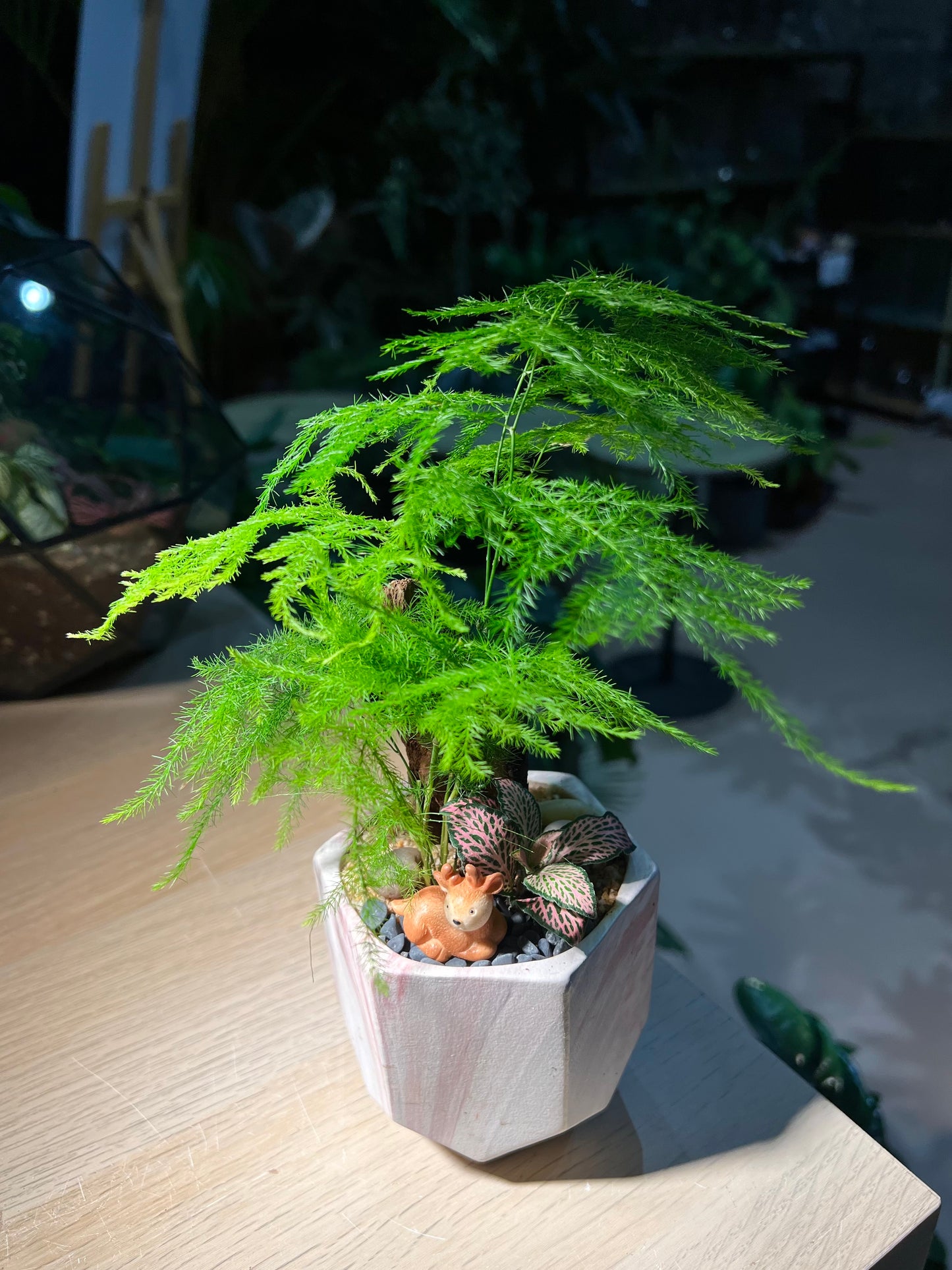 Fittonia with Asparagus Fern (Indoor Plant) Arrangement in Hexagonal Pot