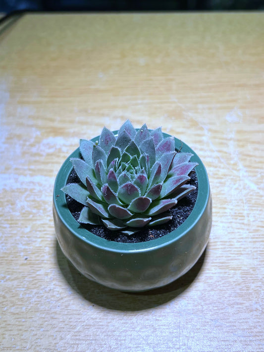 Sempervivum in Warm Green Ceramic Pot