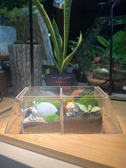 Fittonia with Moss Arrangement in Arcylic Box Terrarium (M)