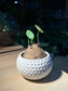 Stephania (山乌龟) in Golf Pot