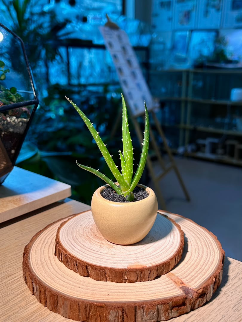 Baby Aloe Vera (芦荟) Haworthia in Textured Matte Ceramic Pot