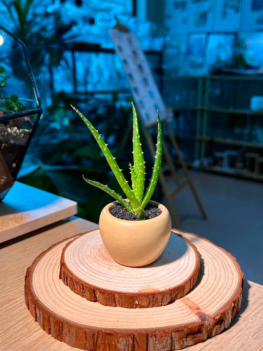Baby Aloe Vera (芦荟) Haworthia in Textured Matte Ceramic Pot