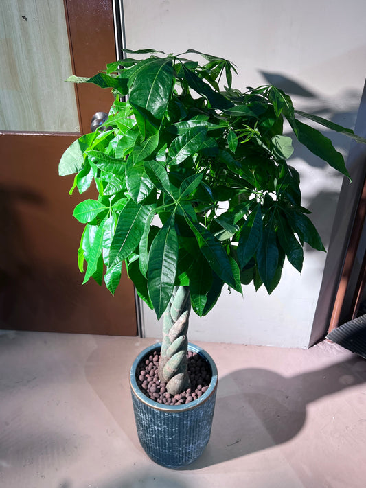 Pachira (发财树) in Sea Blue Ceramic Pot