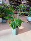 Bird of Paradise (天堂鸟) in High Density Claypot