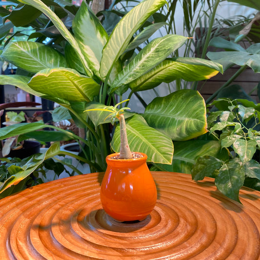 Adenium Bonsai in Orange Designer Pot