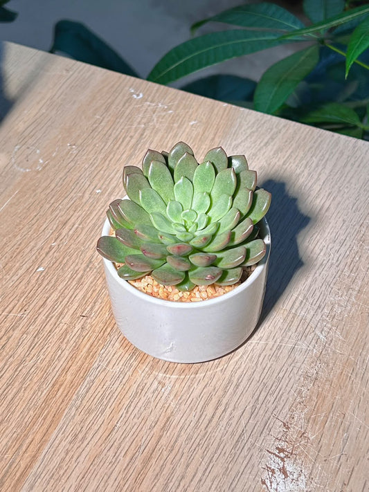 Echeveria (ζη³θ²θ±) Succulent in Cylindrical Glazed Pot