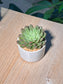 Echeveria (拟石莲花) Succulent in Cylindrical Glazed Pot