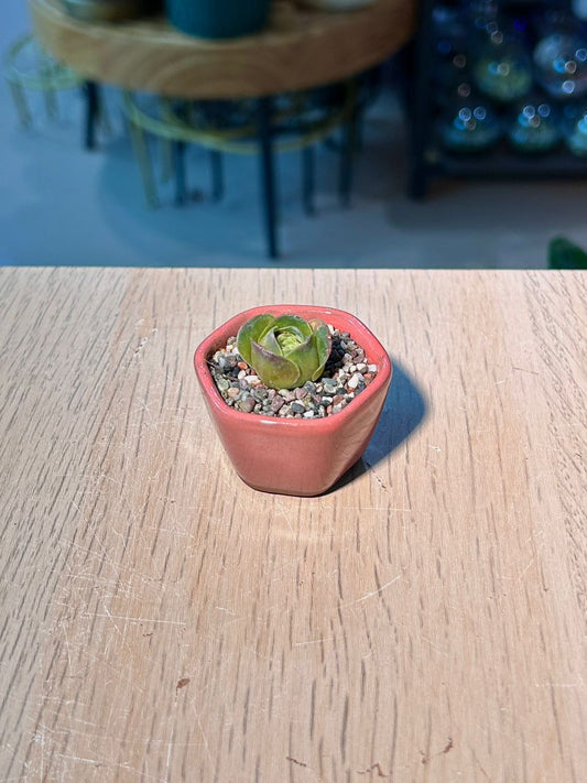 Mountain Rose (ε±±ε°η«η°οΌGreenovia Dodrantalis in Red Glazed Ceramic Pot