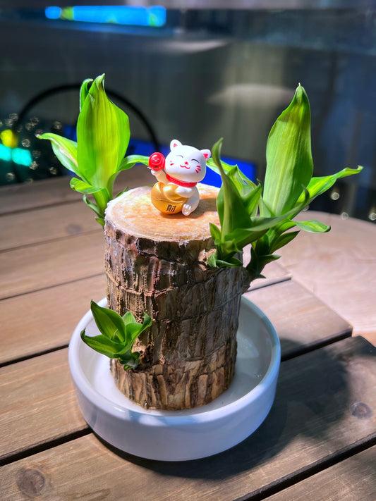 Brazil Wood with Fortune Cat Figurine