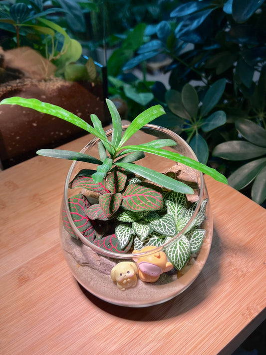 Fittonia with Podocarpus Arrangement in Slanted Glass