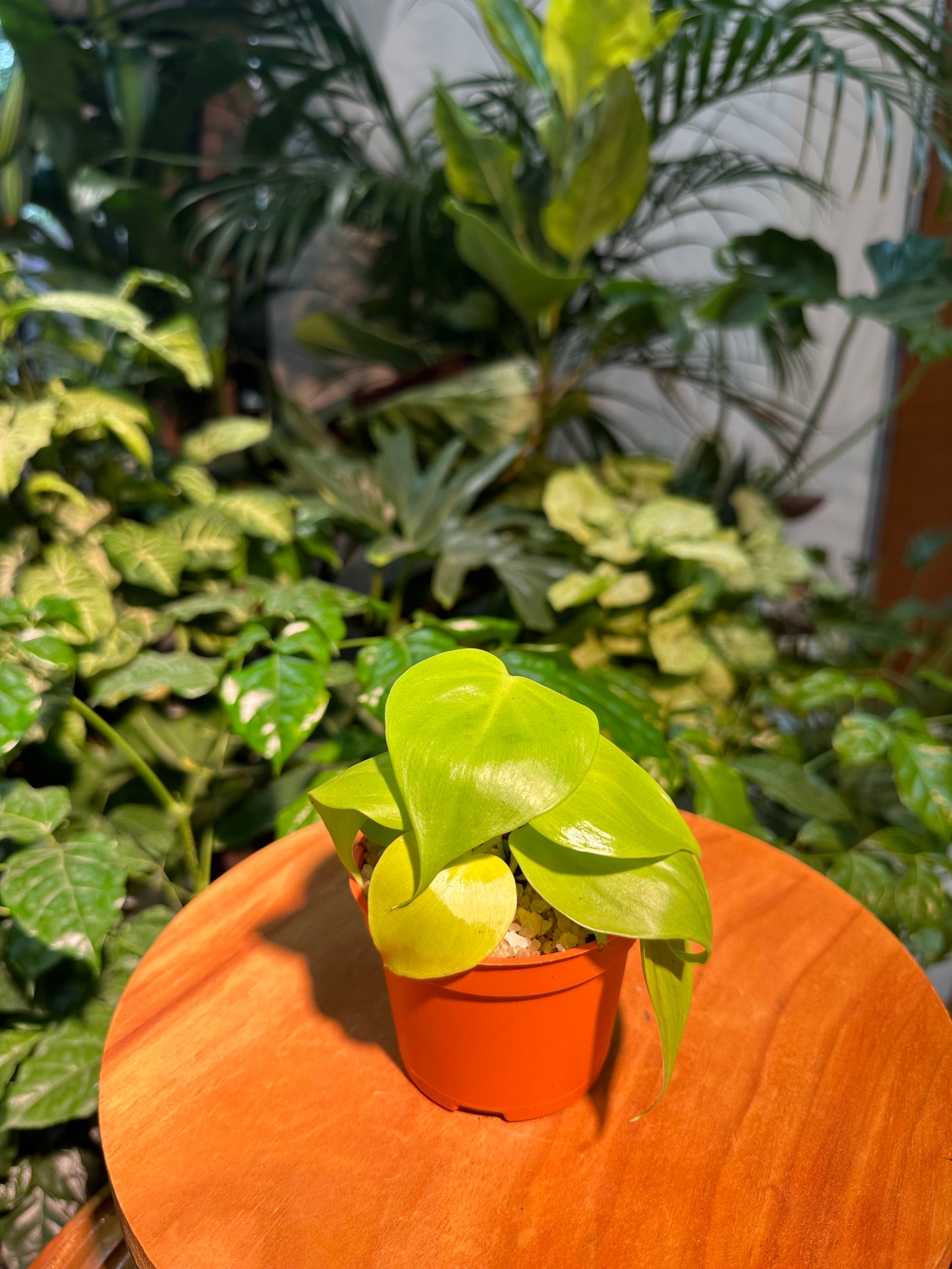 Epipremnum aureum 'Sun Shine' in Plastic Pot aka Pothos golden