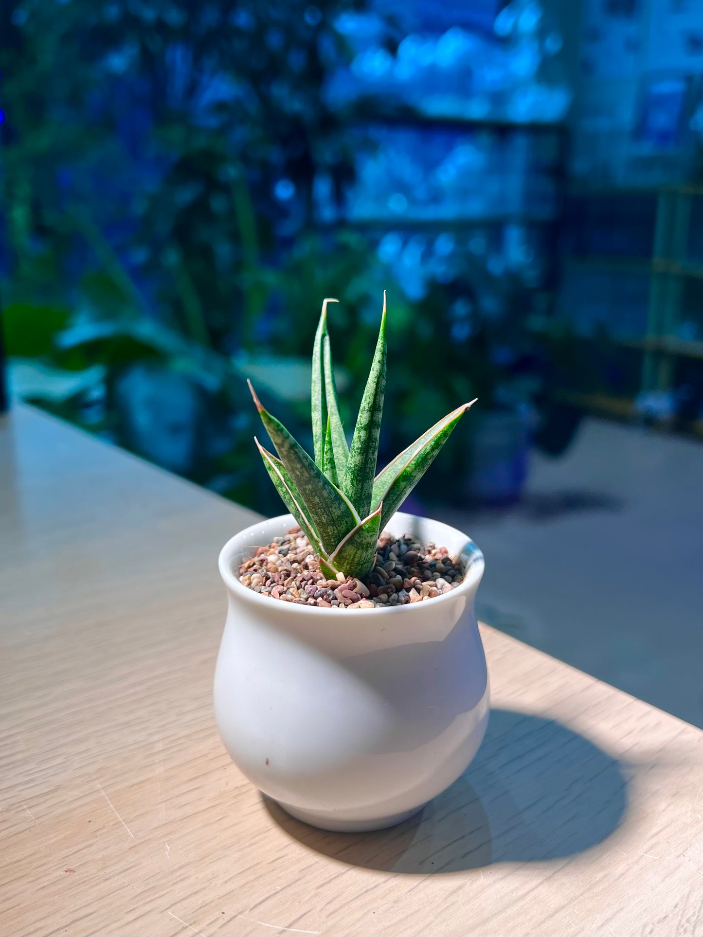 Snake Plant (虎尾兰) in Small White Belly Ceramic Pot