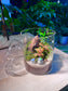 Indoor Plant Terrarium in Tall Round Cylindrical Glass