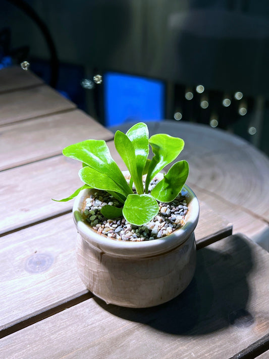 Bird’s Nest Fern in Designed Ceramic Pot