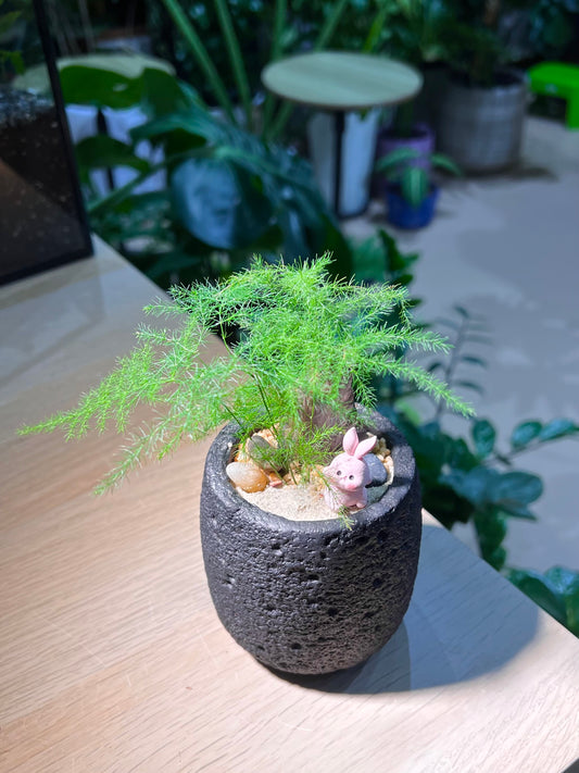 Asparagus Fern in Matt Black Concrete Pot