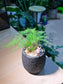 Asparagus Fern in Matt Black Concrete Pot