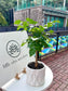 China Doll plant (Radermachera Sinica) in White Pattern Ceramic Pot