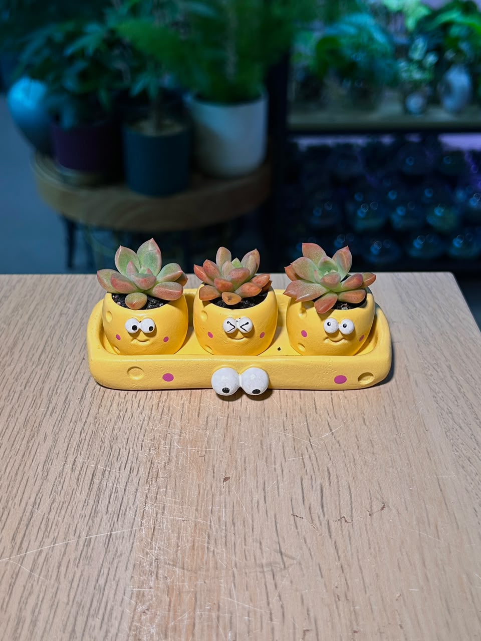 Graptosedum California Sunset (加州夕阳) in a Cute Cartoon Matte Pot Set