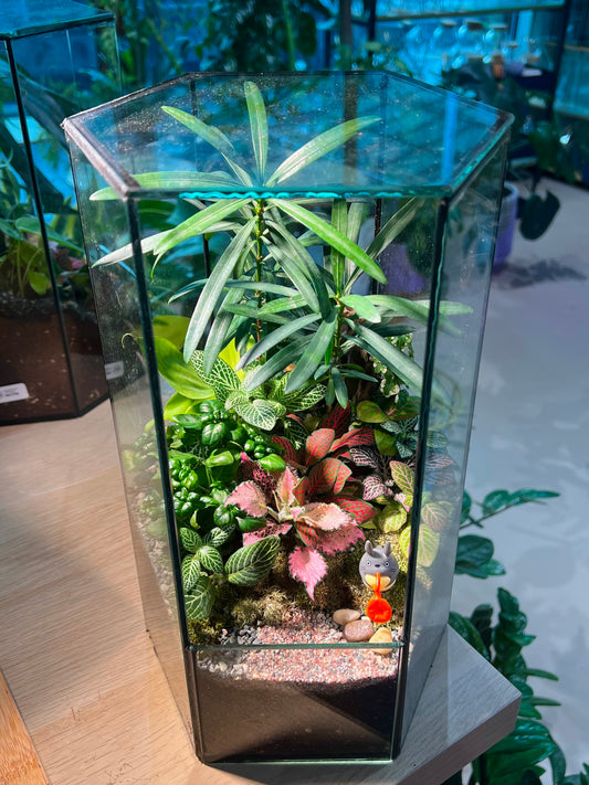 Fittonia, Podocarpus and Bubble Plant Arrangement in Hexagonal Tall Terrarium
