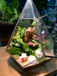 Fittonia & Fern with Moss Arrangement in Diamond Glass Terrarium (L)