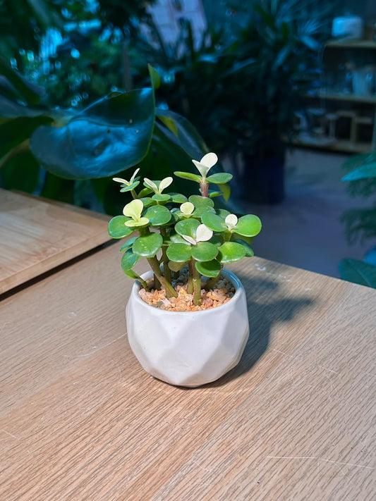 Elephant Bush (雅乐之舞) Portulacaria Afra in Matte Geometric Ceramic Pot