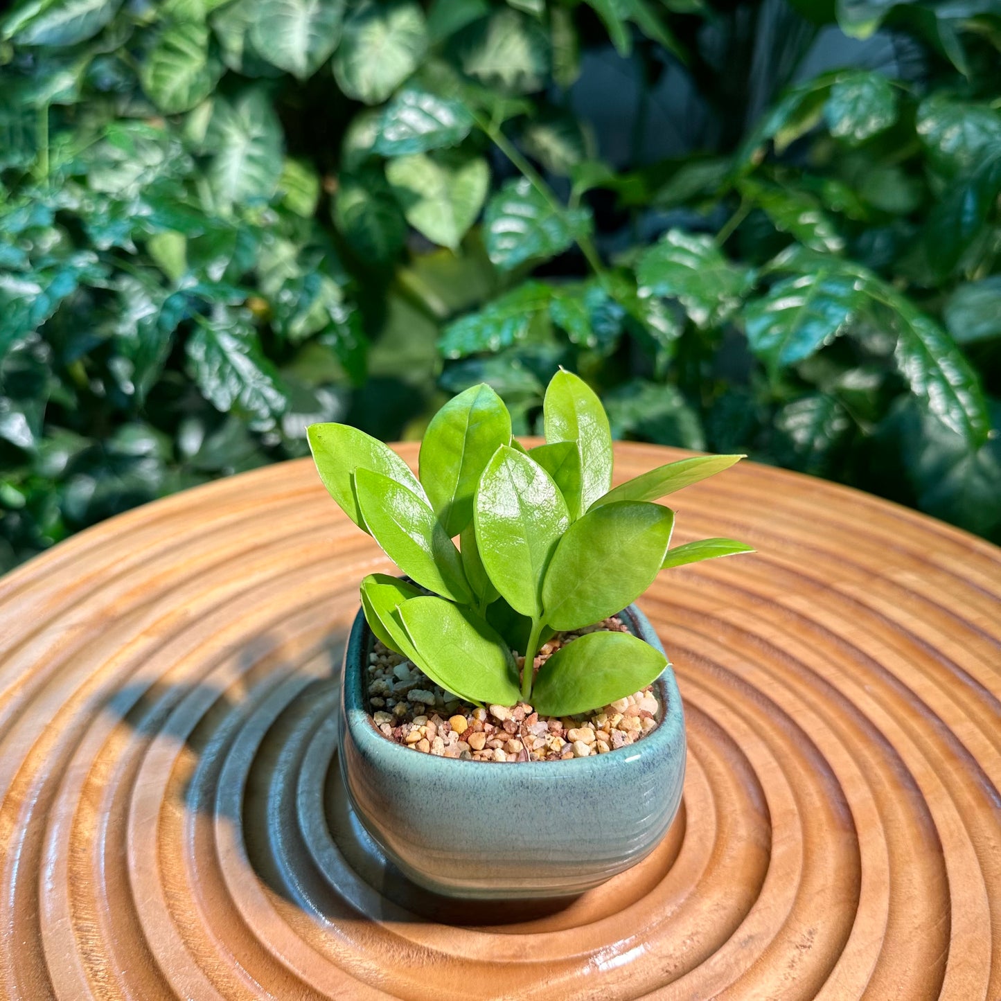 ZZ Plant in Green Ceramic Pot