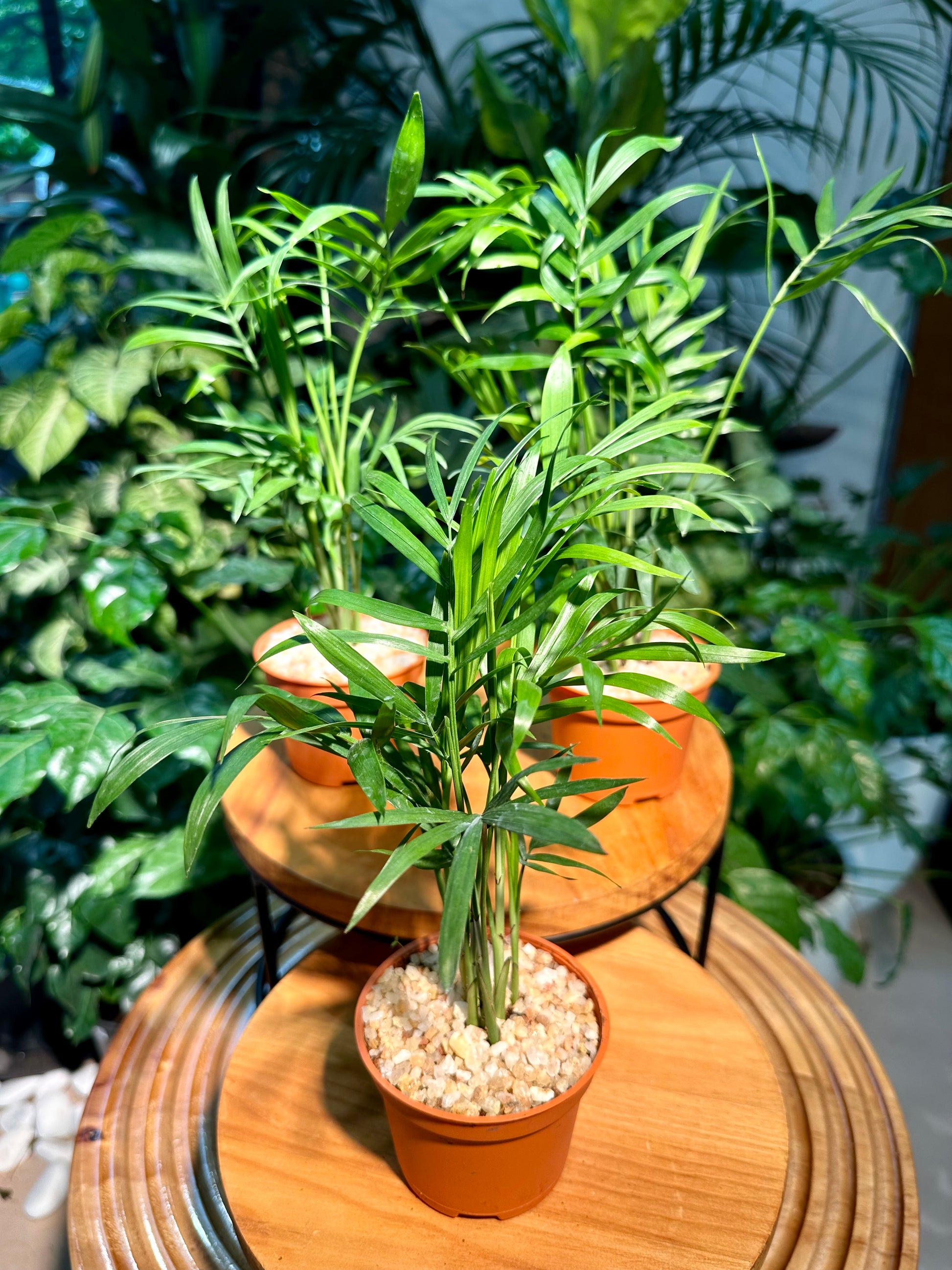 good luck palm plant Chamaedorea Elegans Mart in Plastic Pot(aka Good Luck Pulm)