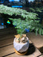 Asparagus Fern in Handmade Geometric Concrete Pot with Bamboo Coaster