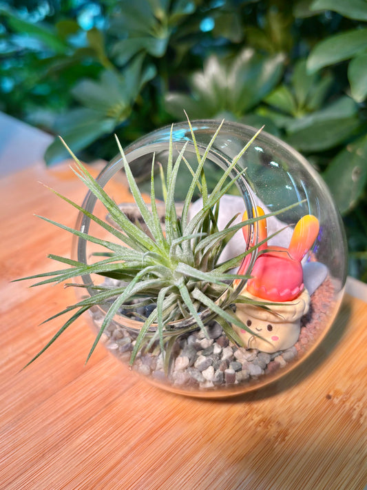 Airplant in Round Glass Terrarium 🐰