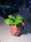 Peperomia in Bear Pot