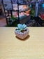 Echeveria Laui in Decorative Claypot