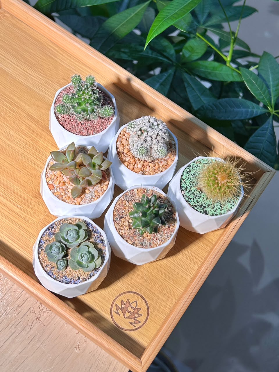 Door Gift - Mini Succulent & Cactus (多肉植物与仙人掌) in Geometric Polymer Pot (10pcs/set)