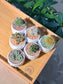 Door Gift - Mini Succulent & Cactus (多肉植物与仙人掌) in Geometric Polymer Pot (10pcs/set)