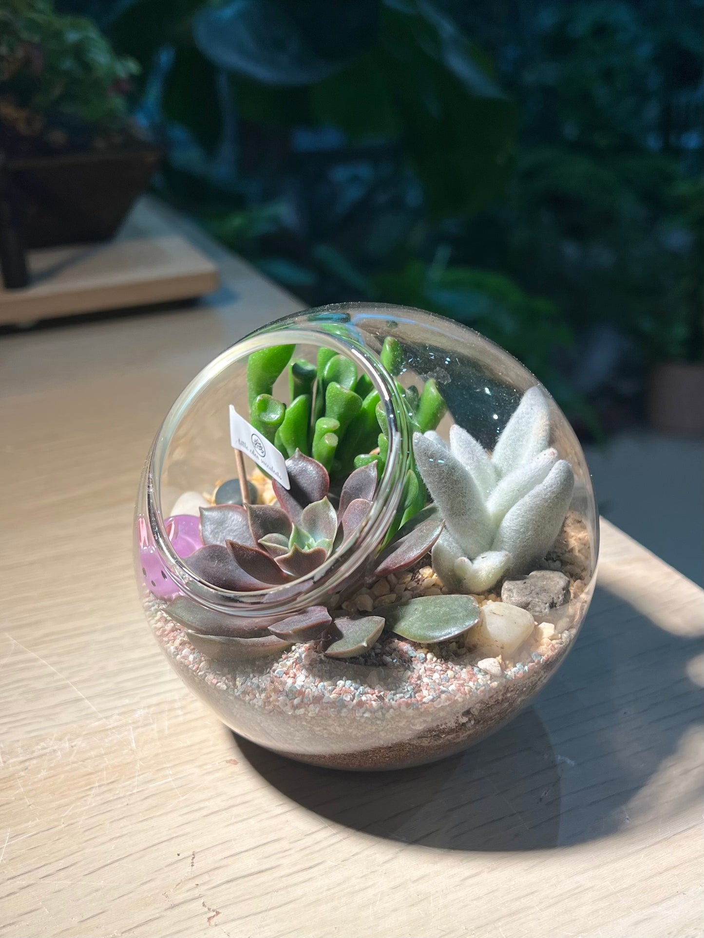 Succulent Terrarium in Round Glass (M)