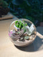 Succulent Terrarium in Round Glass (M)