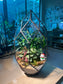 Indoor Plant Arrangement in Black Frame Polygonal Bullet Glass