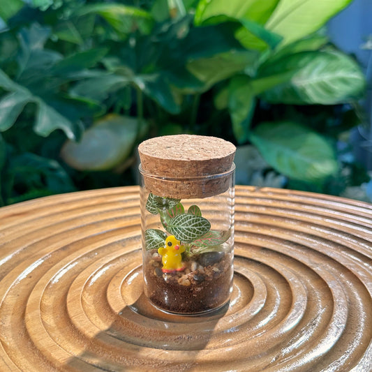 Fittonia in Cylinder Terrarium with Cork(S)