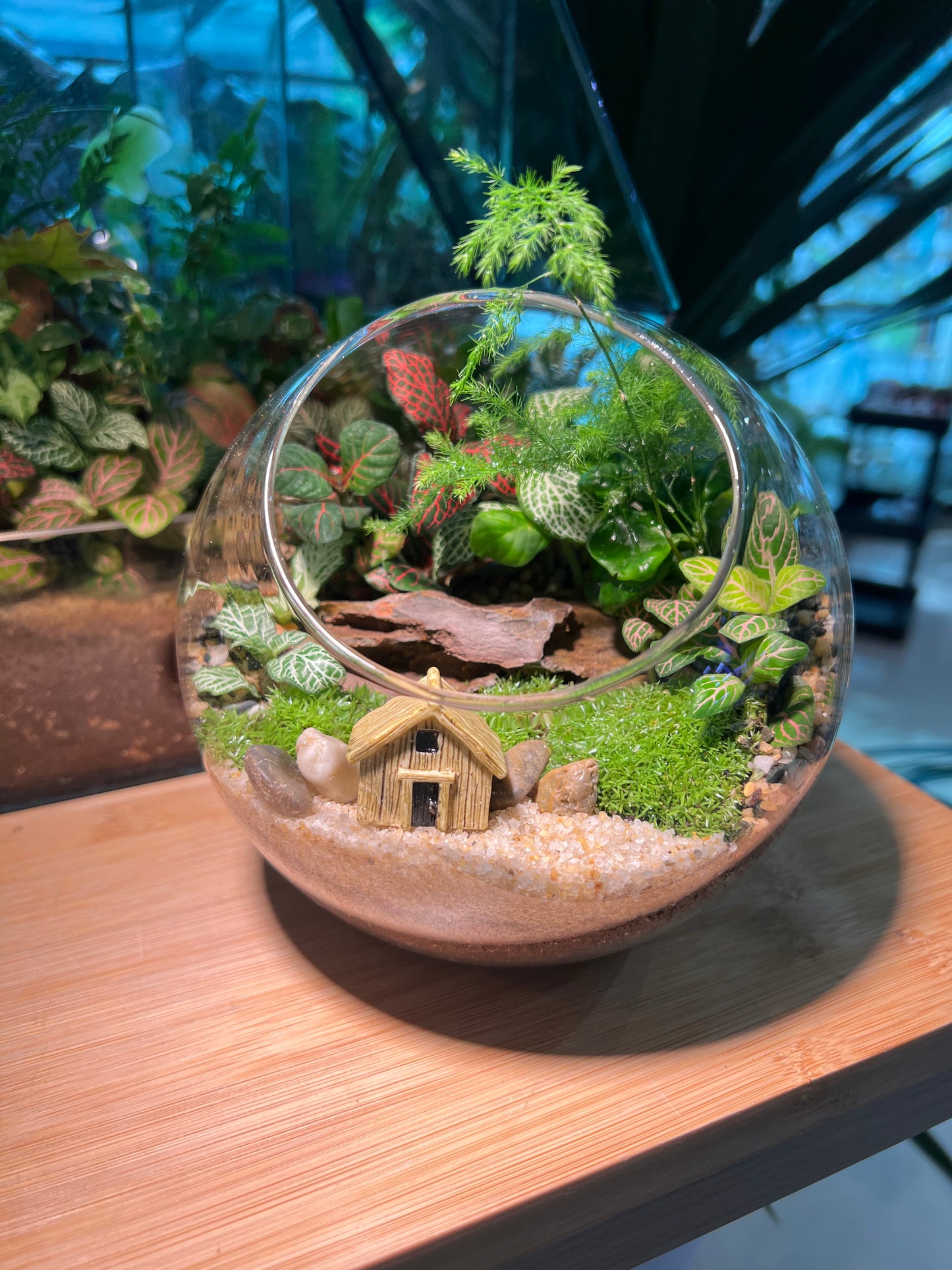 Indoor Plant Terrarium in Round Glass (XL)