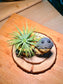 Airplant on Totoro Resting Pot