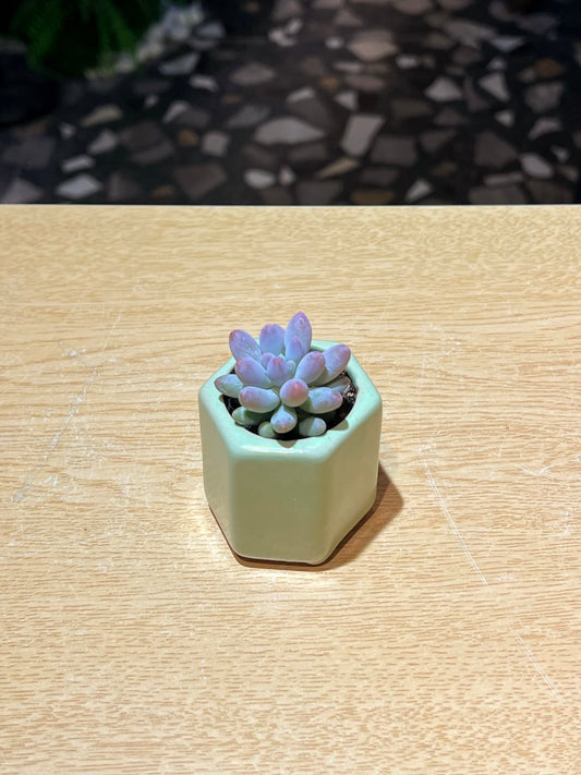 Graptosedum Baby’s Fingers in Glazed Ceramic Pot