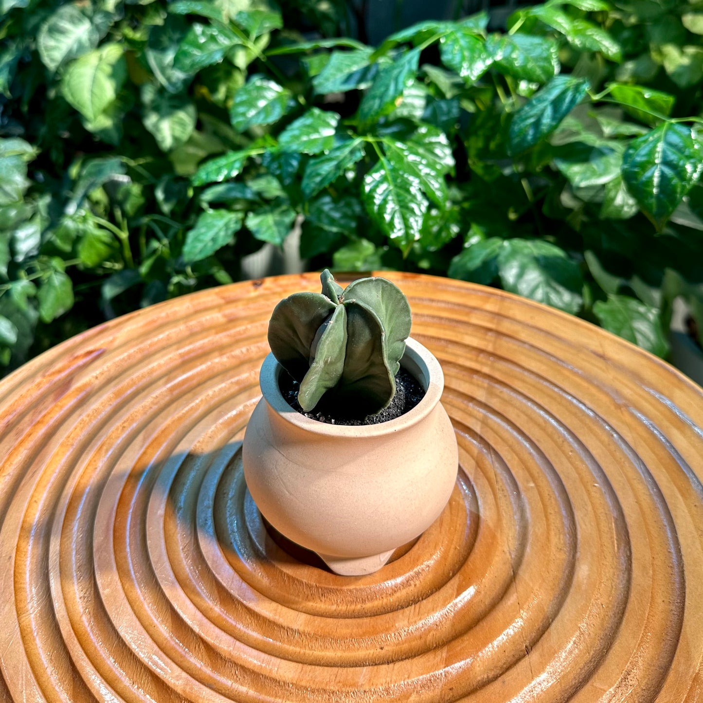 Bishop's Cap Cactus in Matte Designer Pot