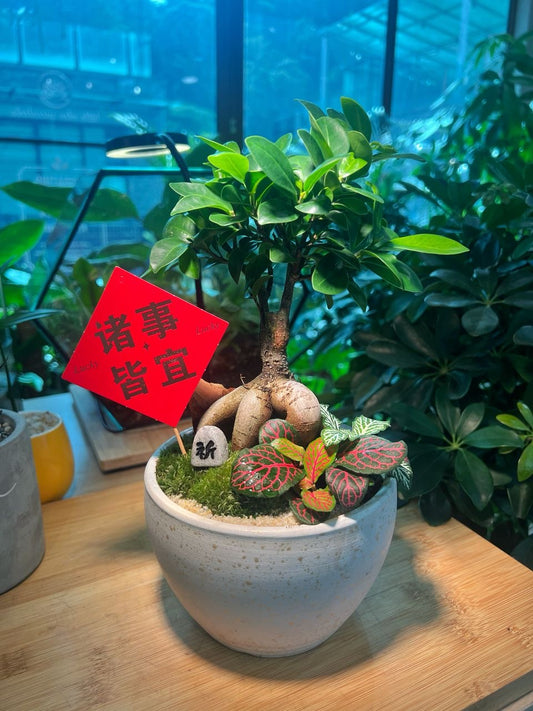 Fittonia and Ficus Ginseng with Moss Arrangement in White Ceramic Pot