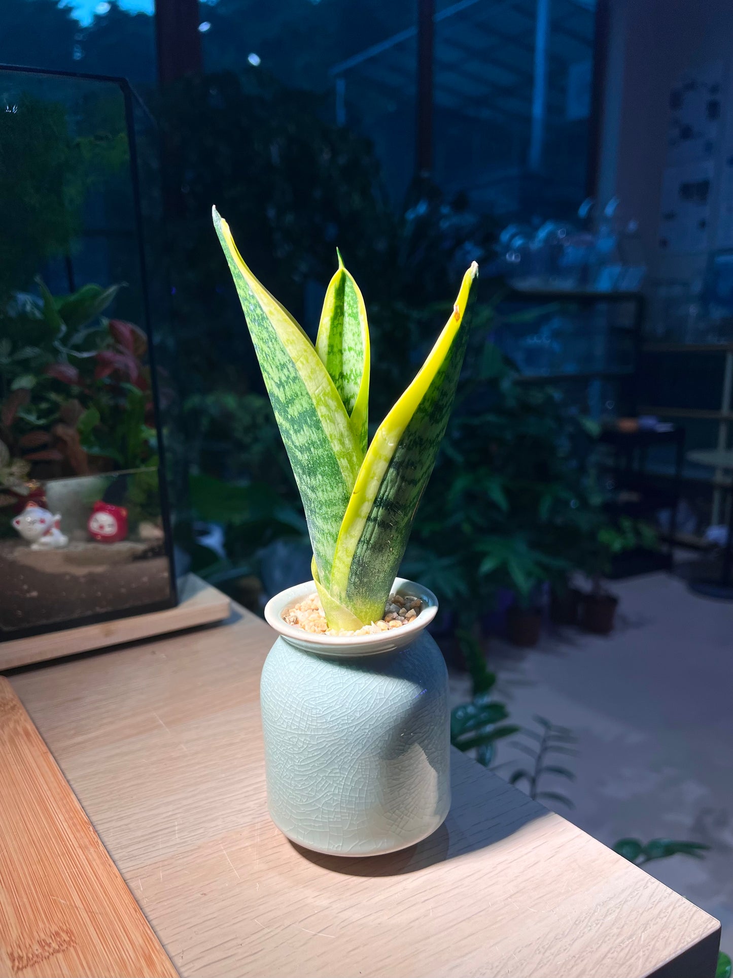 Snake Plant (虎尾兰) in Light Blue Ceramic Pot